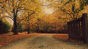 Brown Autumn Scenery Wallpaper