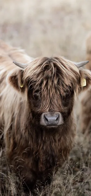 Brown Baby Scottish Highland Cattle Wallpaper