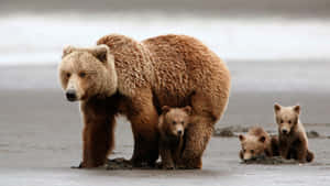 Brown_ Bear_ Family_ Wildlife_4 K Wallpaper