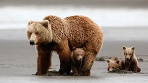 Brown_ Bear_ Family_ Wildlife_4 K Wallpaper