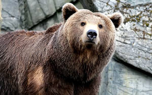 Brown Bear With Rocks Wallpaper