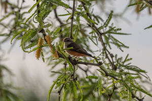 Brown Bird Perching Awesome Animal Wallpaper