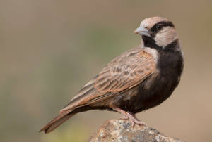 Brown Birds In Nature Wallpaper