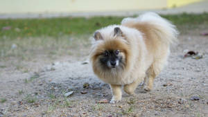 Brown Black Pomeranian Dog Wallpaper