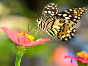 Brown Butterfly Insects Wallpaper