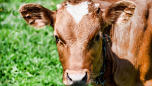 Brown Cow 1920 X 1080 Wallpaper Wallpaper