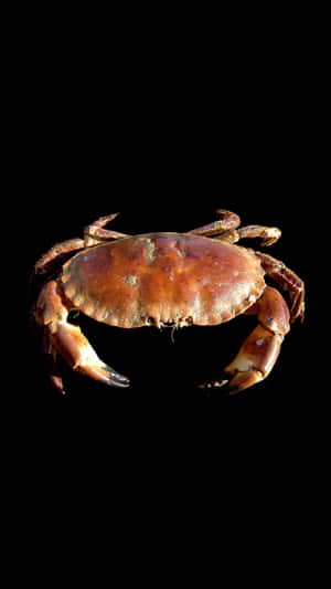 Brown Crab Against Black Background Wallpaper