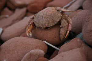 Brown Crab Amidst Rocks Wallpaper