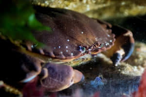 Brown Crab Hiding Underwater.jpg Wallpaper
