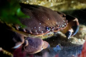 Brown Crab Hiding Underwater.jpg Wallpaper