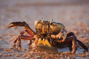 Brown Crab On Beach Sunset Wallpaper