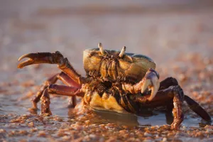 Brown Crab On Beach Sunset Wallpaper