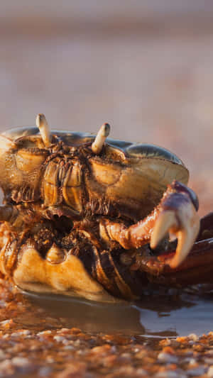 Brown Crab On Beach Sunset Wallpaper