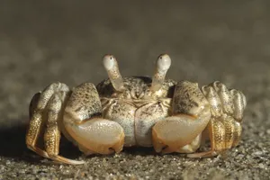 Brown Crab On Sand Wallpaper