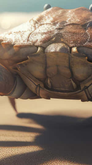 Brown Crab On Sand.jpg Wallpaper