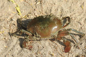 Brown Crab On Sandy Beach Wallpaper