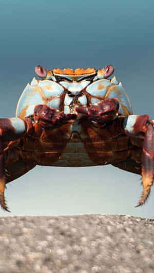 Brown Crab Standing Front View Wallpaper