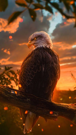 Brown Eagle On Tree Best Hd Wallpaper
