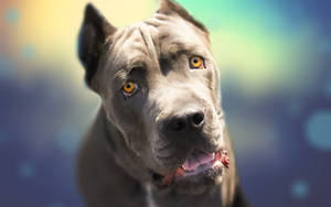 Brown-eyed Cane Corso Dog Wallpaper