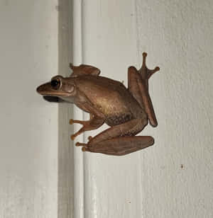 Brown Frog Clingingto Vertical Surface Wallpaper