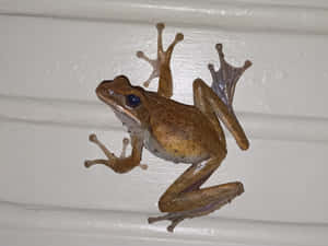 Brown Frog On White Surface.jpg Wallpaper