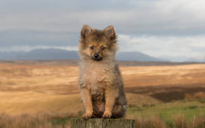 Brown German Spitz Cute Puppy Wallpaper