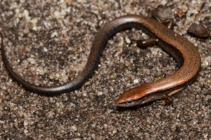 Brown Ground Skink South Carolina Wallpaper