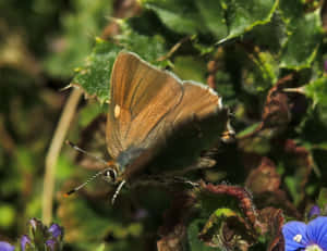 Brown_ Hairstreak_ Butterfly_in_ Nature.jpg Wallpaper