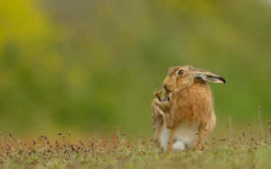 Brown Hare Groomingin Field.jpg Wallpaper