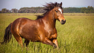 Brown Horse 3840 X 2160 Wallpaper Wallpaper