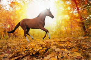 Brown Horse Animal Poster Wallpaper