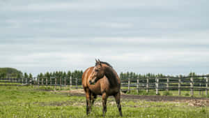 Brown Horse Grazing Country Farm Wallpaper
