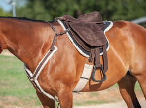 Brown Horsewith Saddle Wallpaper