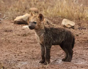 Brown Hyena Cub Standingin Wilderness Wallpaper