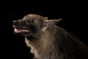 Brown Hyena Profile Portrait Wallpaper