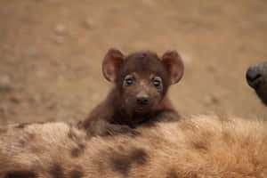 Brown Hyena Pup Peeking Over Mother Wallpaper