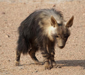 Brown Hyena Walkingon Sand Wallpaper