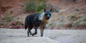 Brown Hyena Wildlife Capture Wallpaper