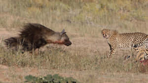 Brown Hyenaand Cheetah Standoff Wallpaper