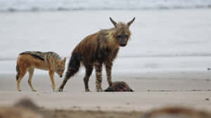 Brown Hyenaand Jackalon Beach Wallpaper