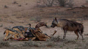 Brown Hyenaand Jackals Feastingon Carcass Wallpaper