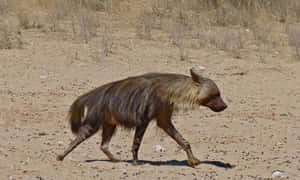 Brown Hyenain Desert Habitat Wallpaper