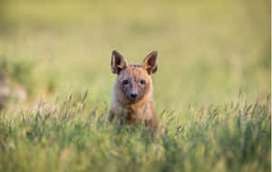 Brown Hyenain Grassland Wallpaper