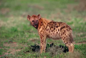 Brown Hyenain Grassland Wallpaper