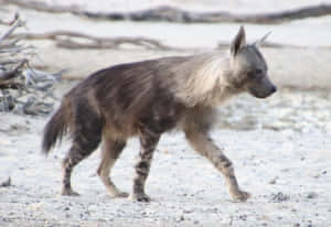 Brown Hyenain Natural Habitat Wallpaper