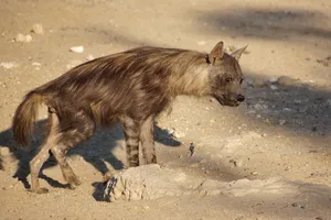 Brown Hyenain Natural Habitat Wallpaper