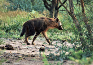 Brown Hyenain Natural Habitat.jpg Wallpaper