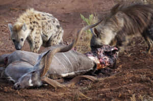 Brown Hyenas Feedingon Carcass Wallpaper