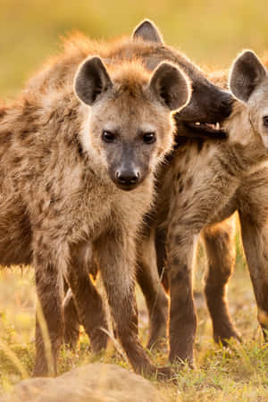 Brown Hyenas Golden Light Wallpaper