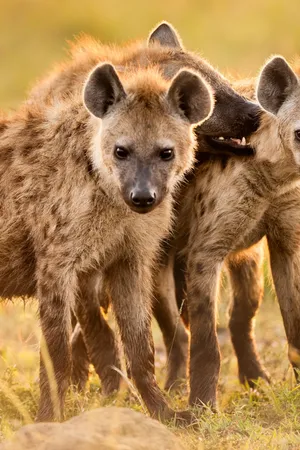Brown Hyenas Golden Light Wallpaper